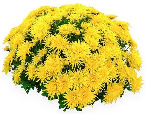 Хризантема мультифлора Coeur d'Anais Jaune - 12шт (миниопт)