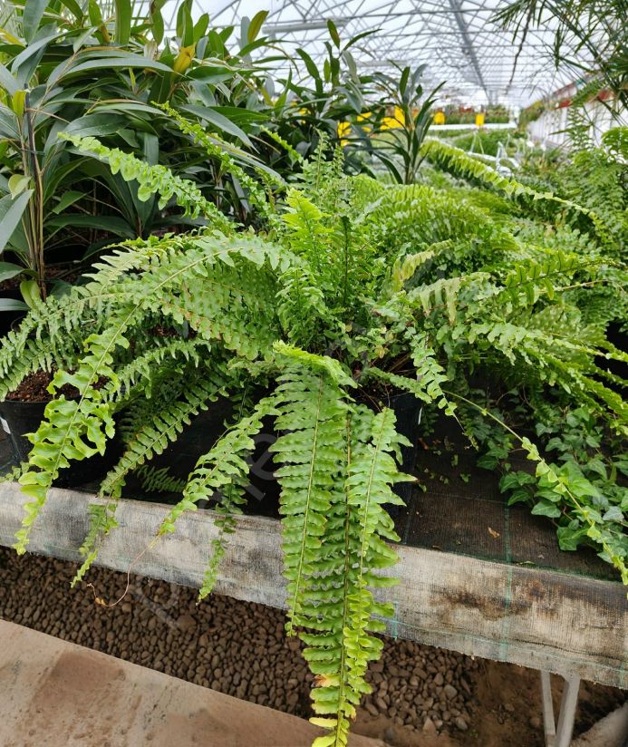 Нефролепис Yellow Cristata