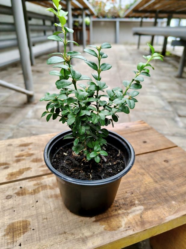 Самшит мелколистный китайский