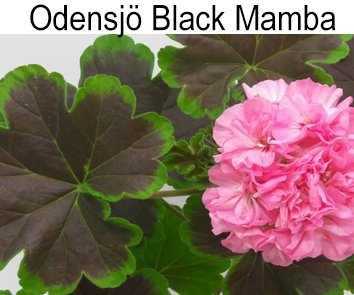 Пеларгония густомахровая Odensjo Black Mamba