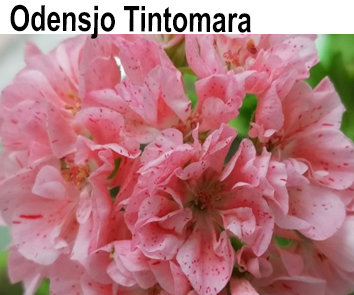 Пеларгония зональная Odensjo Tintomara пестролистная