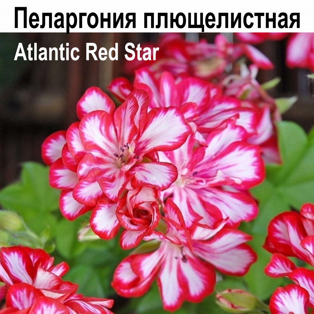 Пеларгония плющелистная Atlantic Red Star