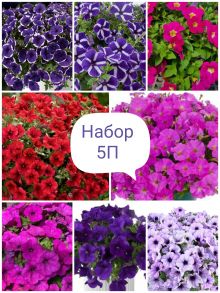 Набор 5П (петуния)