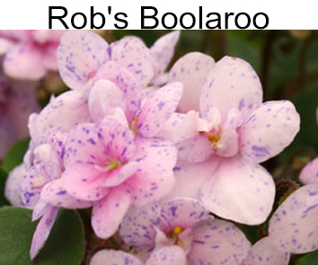 Rob s Boolaroo  (R.Robinson)