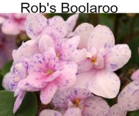 Rob s Boolaroo