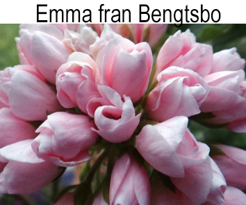 Пеларгония тюльпановидная Emma