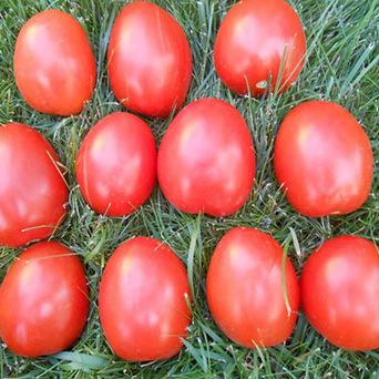 Томат детерминантный УШАКОВ, 5г семян