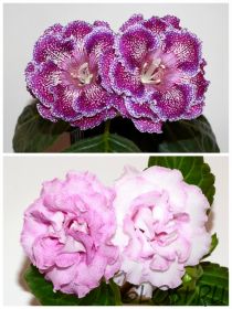 ЕН-Ежевичная Поляна/ЕН-Красотка в Розовом