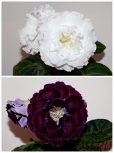 ЕН-Белый Шлейф/ЕН-Царство Морфея