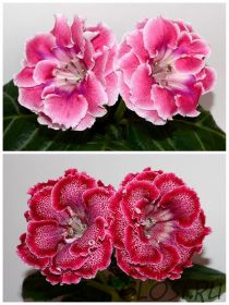 ЕН-Императорский Павлин/ЕН-Ажурные Банты