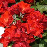 Ля Севильяна (La Sevillana)