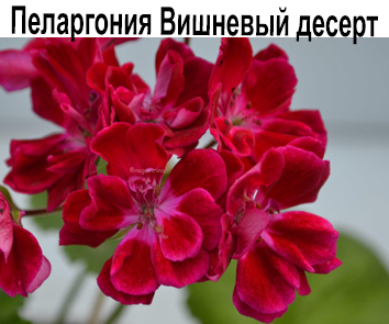 Пеларгония зональная Вишневый Десерт  НОВИНКА КАТАЛОГА