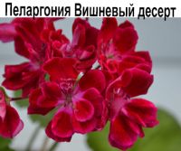 Вишневый Десерт