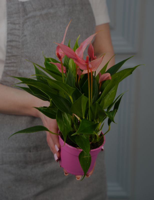 Антуриум Андр Ариса Пинк Д-12/40