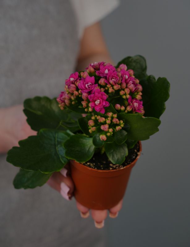 Каланхоэ Микс 7/15