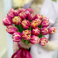 15 пионовидных тюльпанов Колумбус