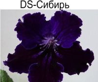 DS-Сибирь