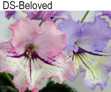 DS-Beloved (Диметрис) ароматный хамелеон