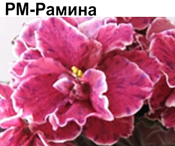 РМ-Рамина (Скорнякова)