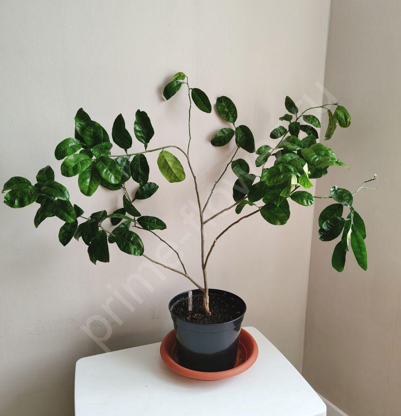 Грепфрут цветущий (Привит на лайм)