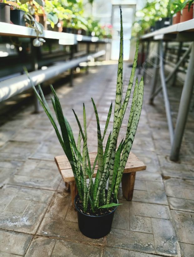 Сансевиерия  Silver Princess (Серебряная принцесса)