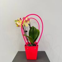 Орхидея Желтая в подарочной сумочке