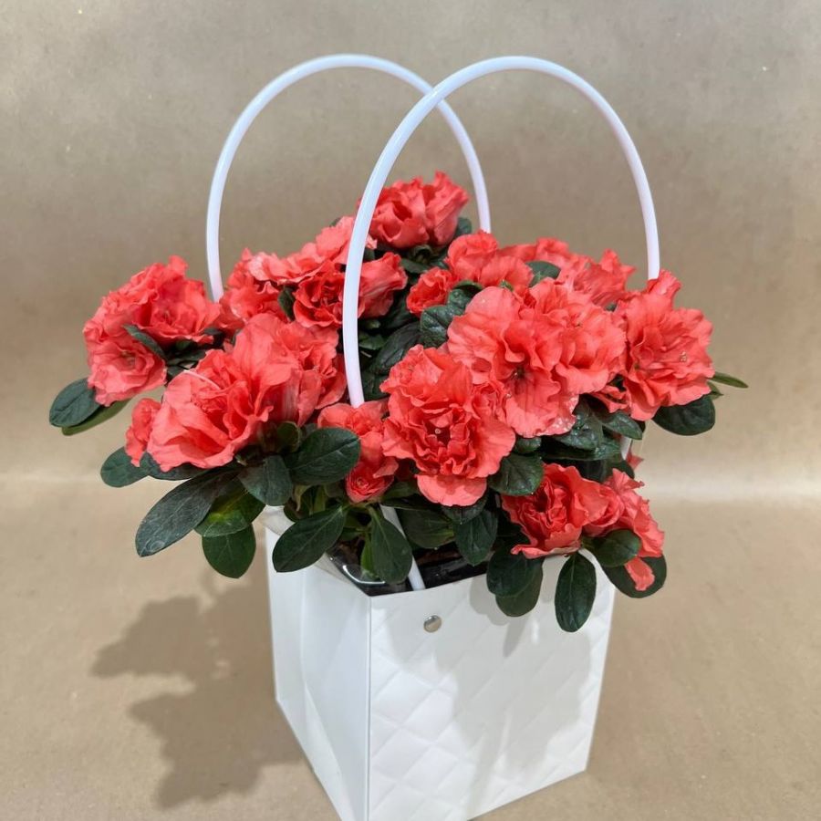 Горшечное растение "Азалия"