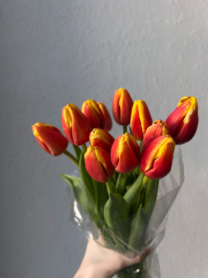 Тюльпан красно-желтый