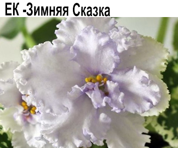 ЕК-Зимняя Сказка (Коршунова)