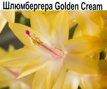 Шлюмбергера  Golden Cream  НОВИНКА КАТАЛОГА