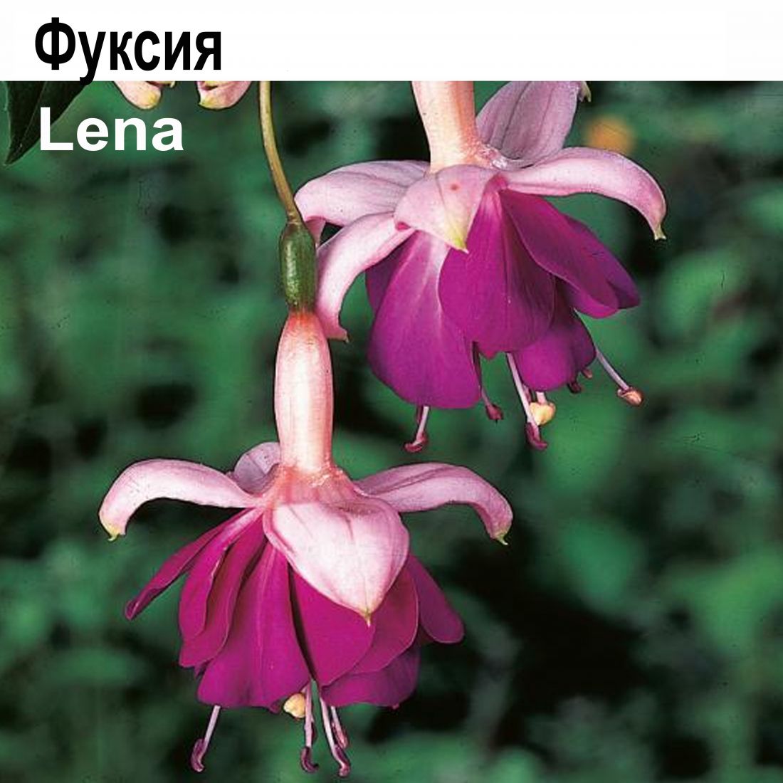 Фуксия Lena  амп.