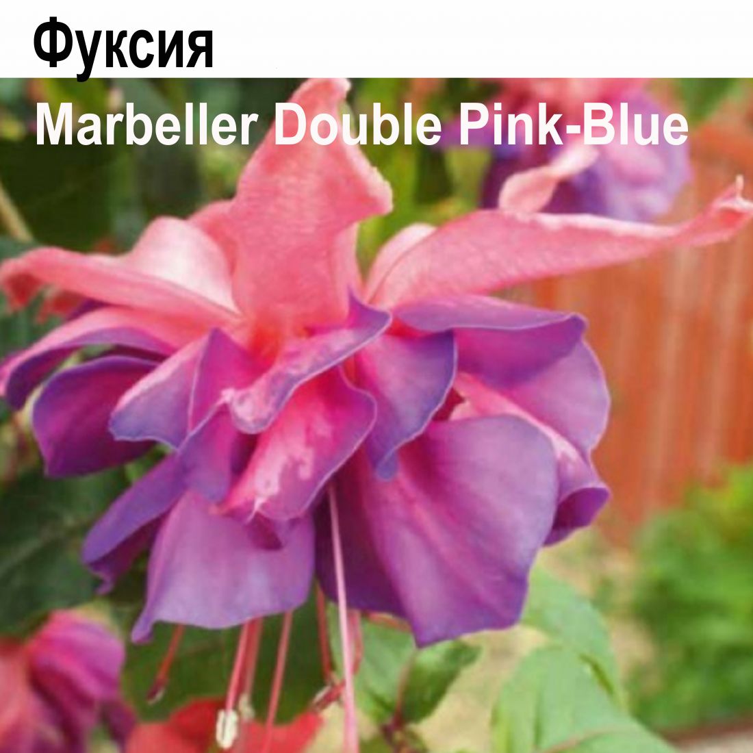 Фуксия Marbeller Double Pink-Blue  амп.
