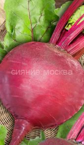 Свекла Бордо односемянная 2гр Садовита