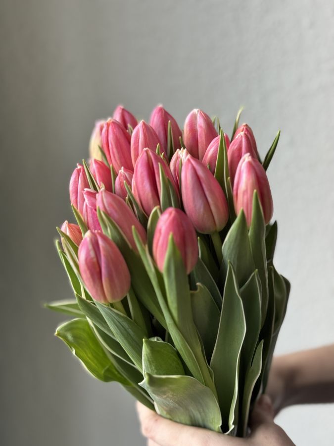 Тюльпан розовый