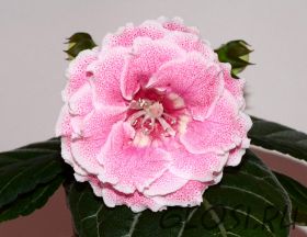 ЕН-Золотая Зарница (сел.Е.Николаева) Новинка 2026!