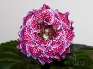 ЕН-Феникс (сел.Е.Николаева)