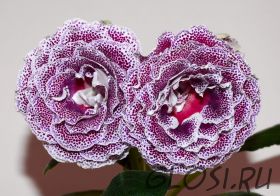 ЕН-Неукротимая Анжелика (сел.Е.Николаева) Новинка 2026!