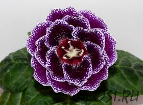 ЕН-Подарок Императора (сел.Е.Николаева) Новинка 2026!