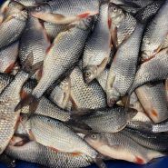 Плотва охлажденная