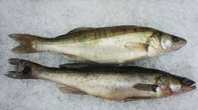 Судак охлажденный