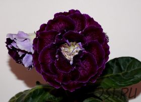 ЕН-Царство Морфея (сел.Е.Николаева) Новинка 2026!