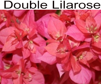 Бугенвиллия Double Lilarose