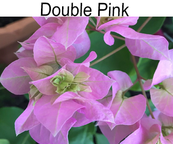Бугенвиллия Double Pink