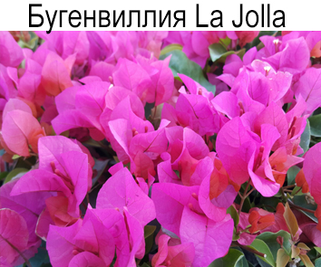 Бугенвиллия La Jolla