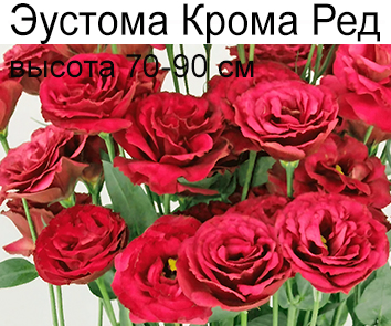 Эустома Крома Ред (70-90см)