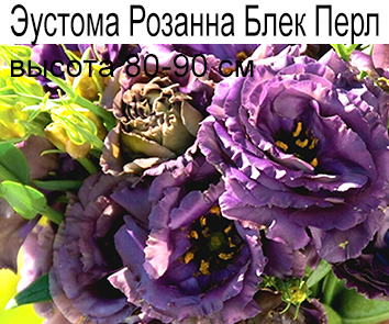 Эустома Розанна Блэк Перл (80-90см)