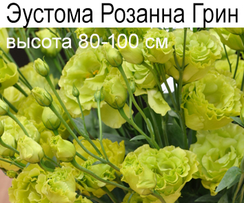 Эустома Розанна Грин (80-100см)