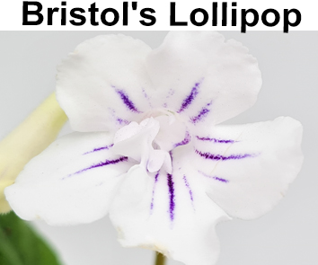 Bristol's Lollipop