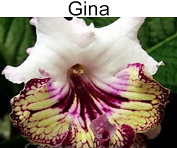 Gina
