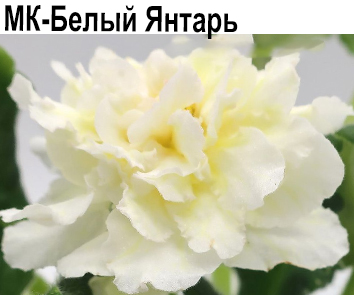 МК-Белый Янтарь (Карпова)